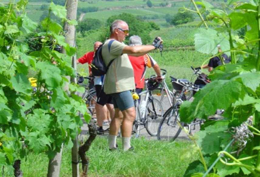 Radtouren durch die Weinberge vom Kaiserstuhl