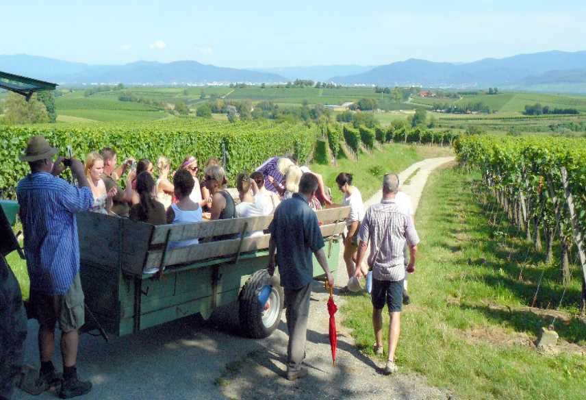 Traktorfahrt durch Weinberge im Kaiserstuhl